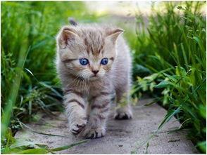 娱乐吃瓜酱找猫,猫咪界的“网红”诞生记 第1张 娱乐吃瓜酱找猫,猫咪界的“网红”诞生记 第1张